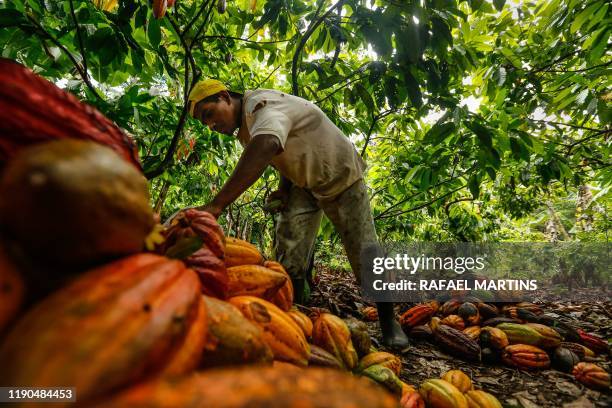 Brazilian farm worker Nivaldo Novaes dos Santos stacks cocoa fruits at the plantation of the Altamira farm in Itajuipe, Bahia state, Brazil, on...