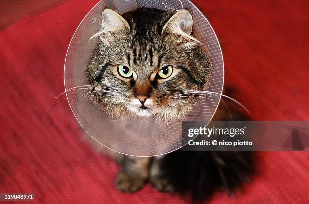 angry cat with elizabethan collar - cat with collar stockfoto's en -beelden