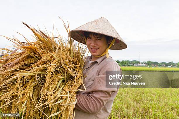 teenage boy holding rice stalks - vietnam teen stock-fotos und bilder