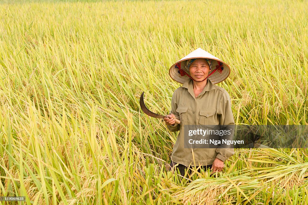 Woman standing in rice field