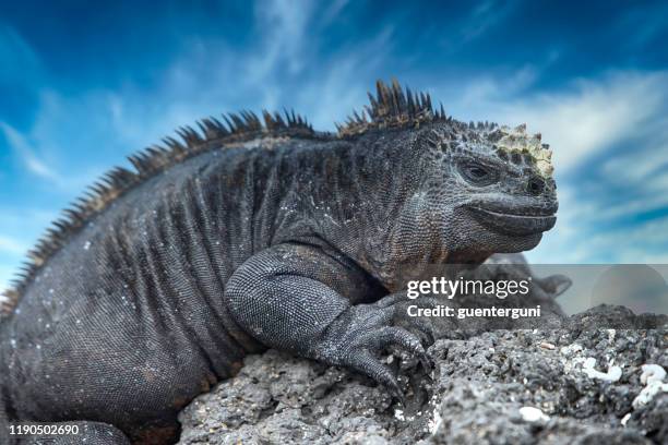 endemisk marina iguana vid isabela, galapagosöarna - endemisk bildbanksfoton och bilder