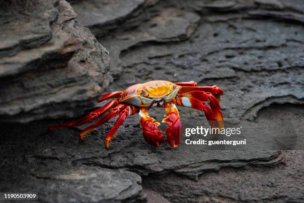 sally lightfoot crab at fernandina island, galapagos - crab stock pictures, royalty-free photos & images