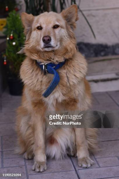 Labrador Retriever dog is seen resting in the backyard of a house on December 25, 2019 in Mexico City, Mexico. It is a dog breed native to...