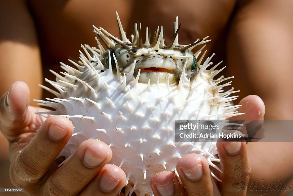 Blowfish