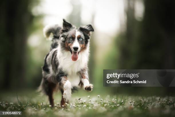 happy dog - australian shepherd stock-fotos und bilder