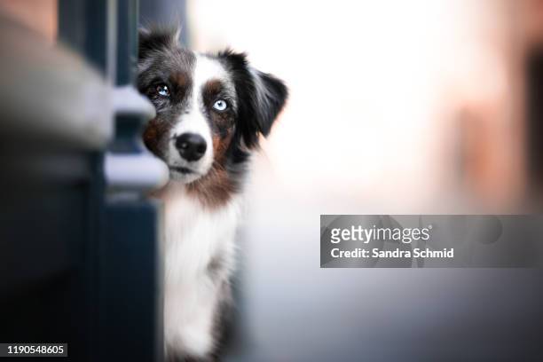 dog looks around the corner - corner shop foto e immagini stock