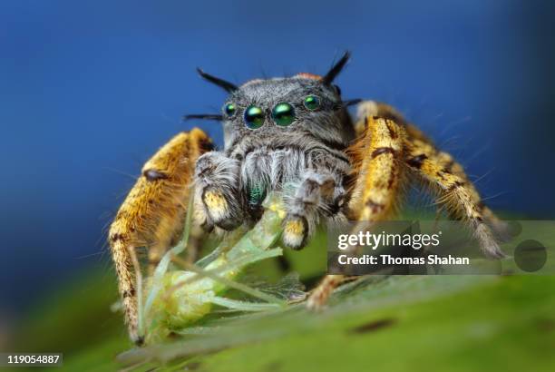 adult male phidippus mystaceus feeding on chryso - norman oklahoma stock pictures, royalty-free photos & images