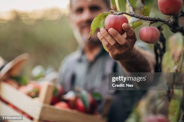 un contadino sorridente raccoglie una mela matura - raccogliere frutta foto e immagini stock