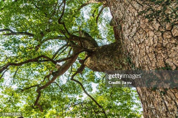 camphor trees and branches - camphor stock pictures, royalty-free photos & images