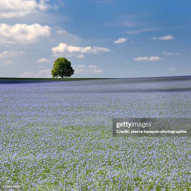 flax field - champ de lin - single tree foto e immagini stock