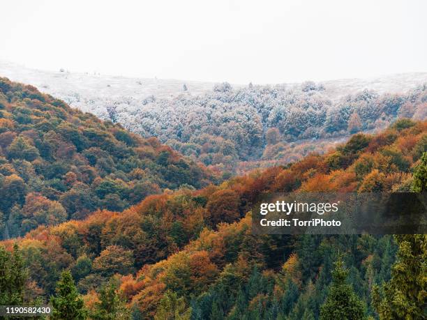 autumn landscape with cloudy cold weather in mountains covered with snow - deciduous tree stock pictures, royalty-free photos & images