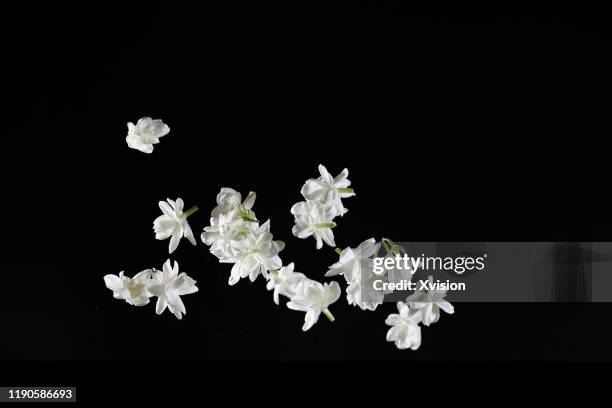 fresh jasmine flower flying in mid air with black background - white flowers stock pictures, royalty-free photos & images