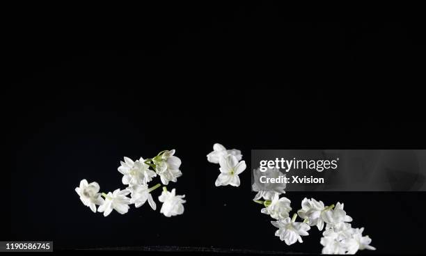 8,350 Pink Jasmine Flower Photos and Premium High Res Pictures - Getty Images 8,350 Pink Jasmine Flower Photos and Premium High Res Pictures - Getty Images