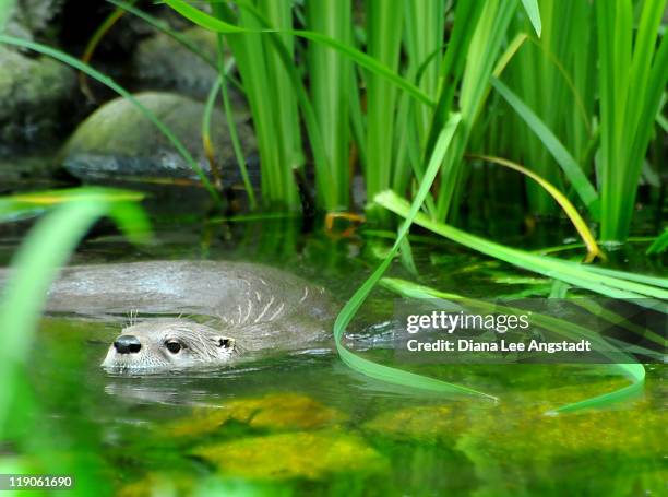 cute wet nose - stamford connecticut stock pictures, royalty-free photos & images