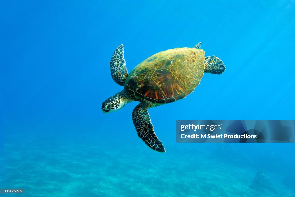 Turtle-Hawaii