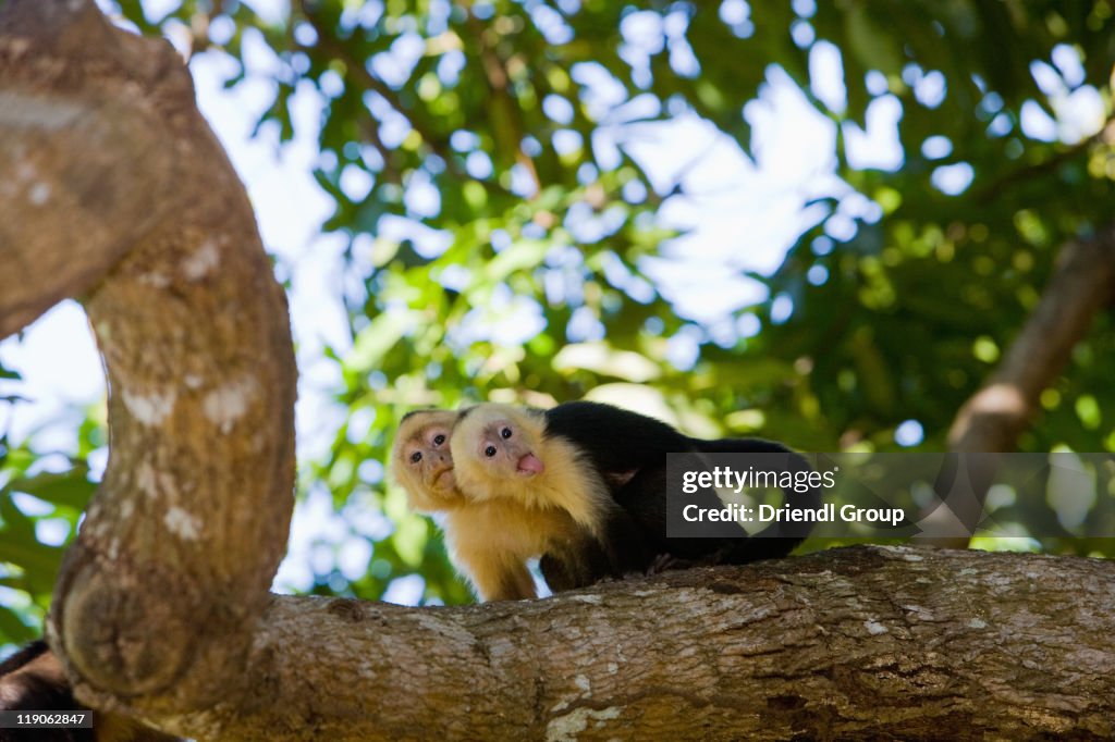 A Capucian monkey sticks out his tongue.