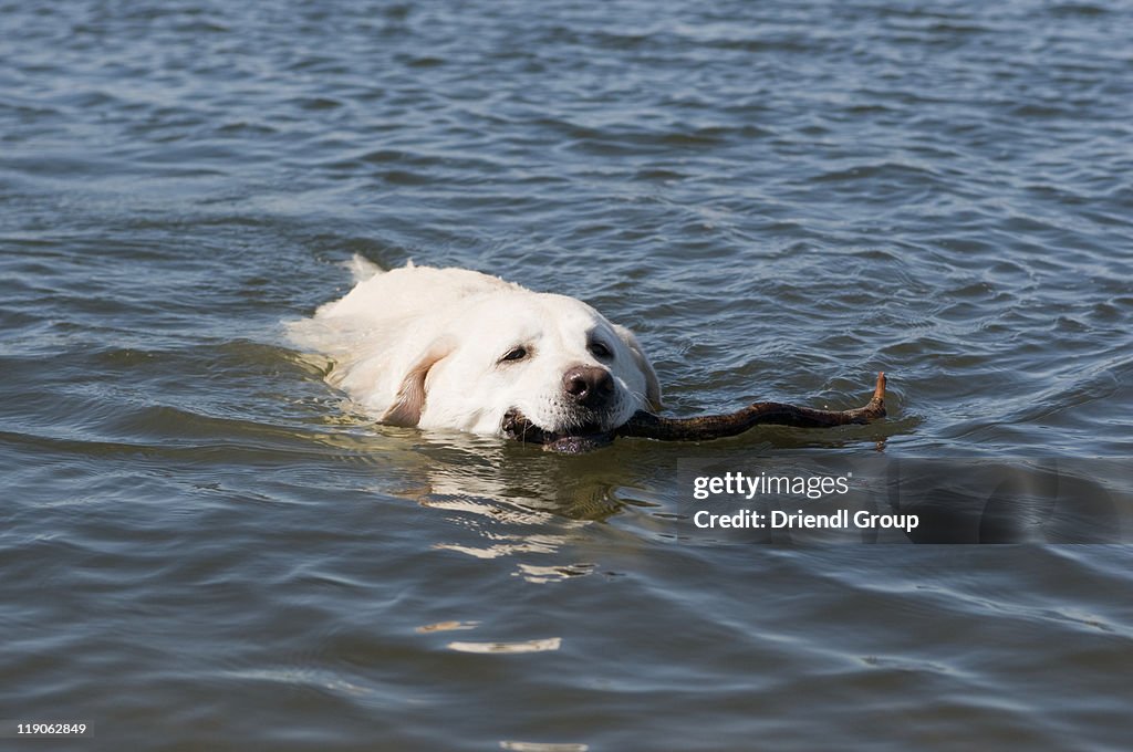 A dog swimming with a stick.