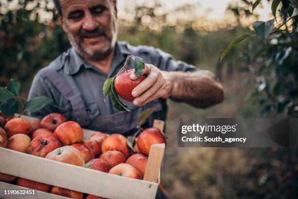 landwirt holt äpfel im obstgarten ab - holzkiste stock-fotos und bilder