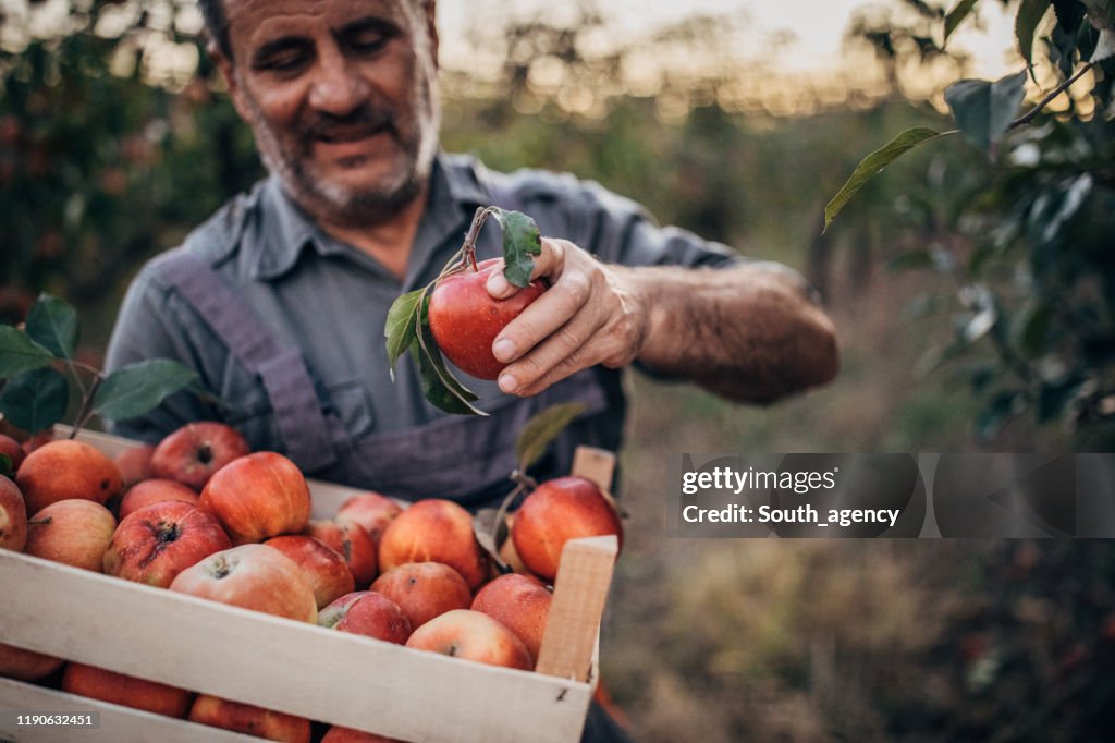 Farmer picking up apples in orchard