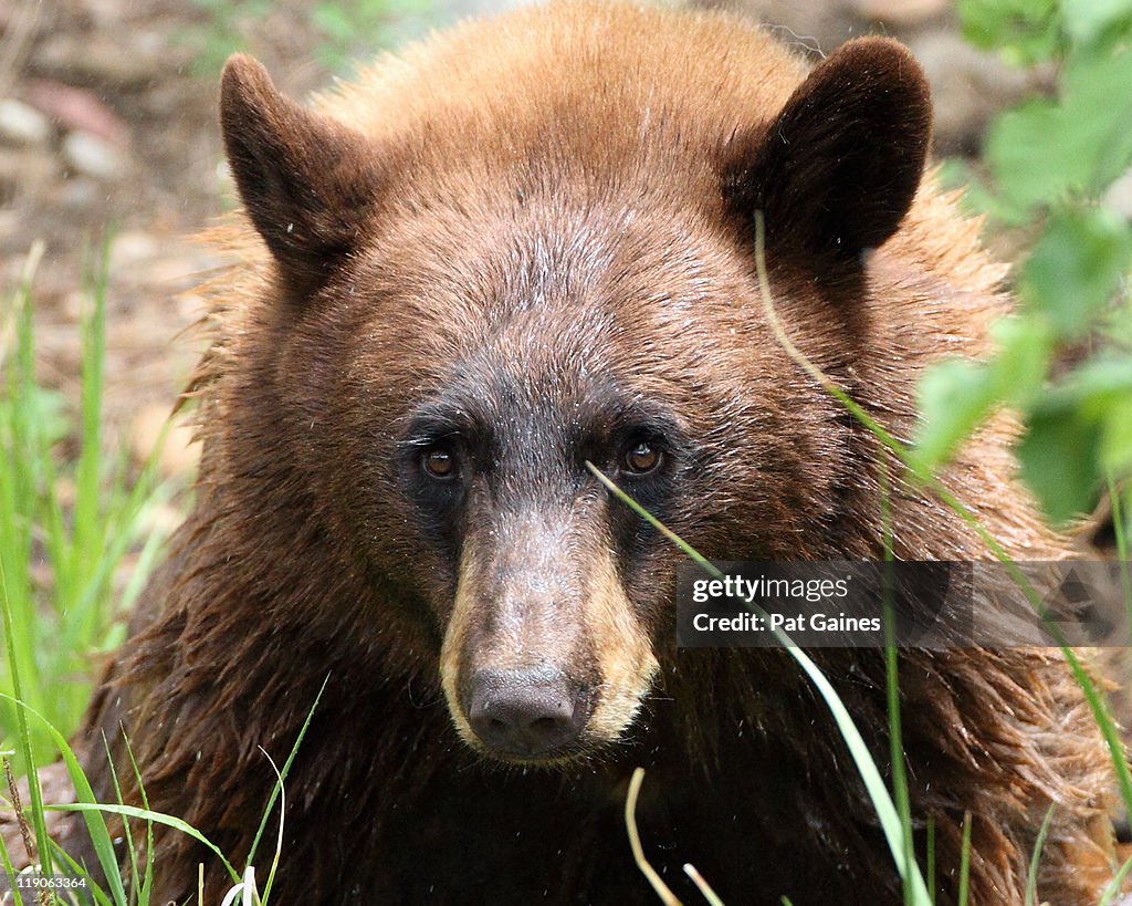 Cinnamon bear