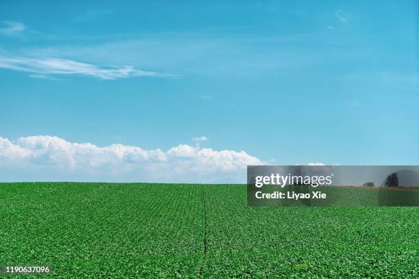 summer landscape - field blue sky fotografías e imágenes de stock