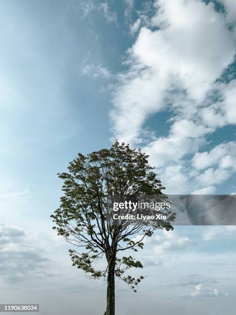 single tree - single tree branch stock pictures, royalty-free photos & images