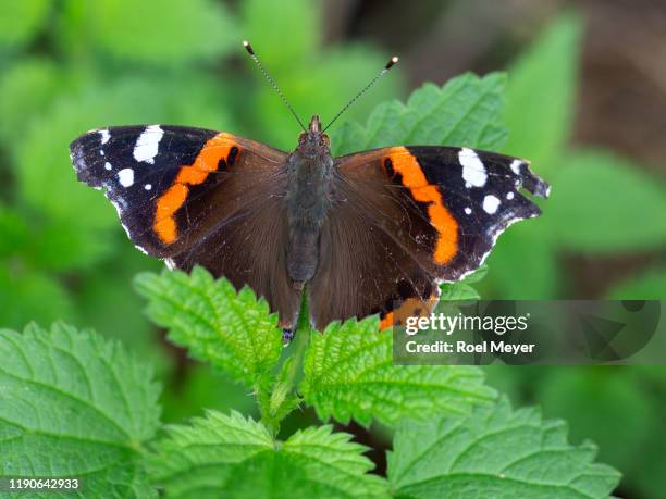 red admiral resting on leaves of nettle - vanessa atalanta stock pictures, royalty-free photos & images