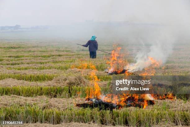 agriculture: harvested paddy field in selangor, malaysia - burning stock pictures, royalty-free photos & images