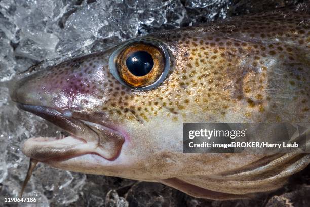 Cod Fish Head Photos and Premium High Res Pictures - Getty Images