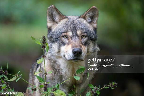 european gray wolf (canis lupus), animal portrait, captive, france - canis lupus lupus stock pictures, royalty-free photos & images