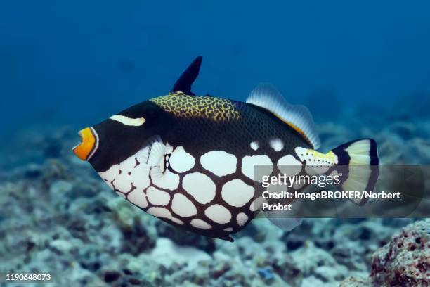 clown triggerfish (balistoides conspicillum), great barrier reef, unesco world heritage site, pacific - clown triggerfish stock pictures, royalty-free photos & images