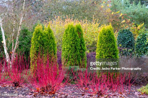 a winter garden planting of thuja occidentalis evergreen trees with cornus alba 'westonbirt', dogwood red stems - evergreen plant foto e immagini stock