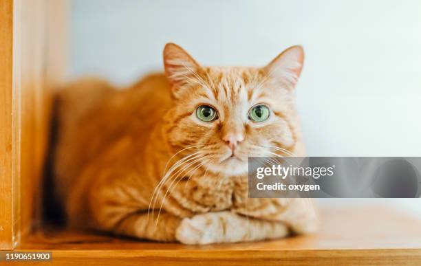 ginger cats is sitting on a shelf - rötliche katze stock-fotos und bilder