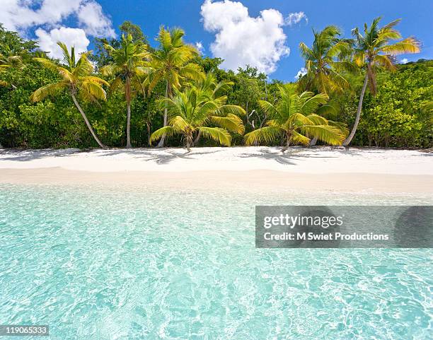 palms on beach - virgin islands stock pictures, royalty-free photos & images