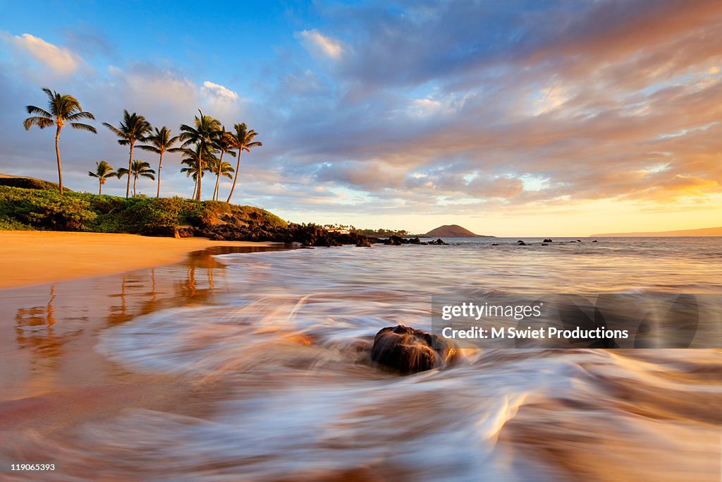 Palm trees on beach at sunset