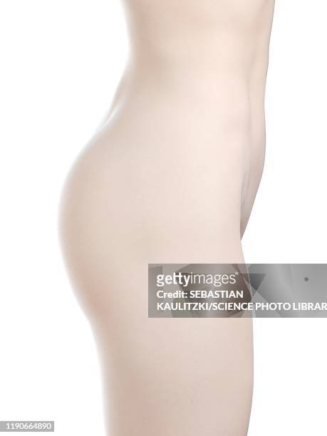 female buttocks, illustration - bare bottom stock illustrations