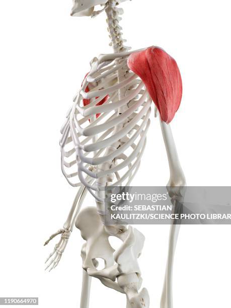 deltoid muscle, illustration - deltoid stock illustrations