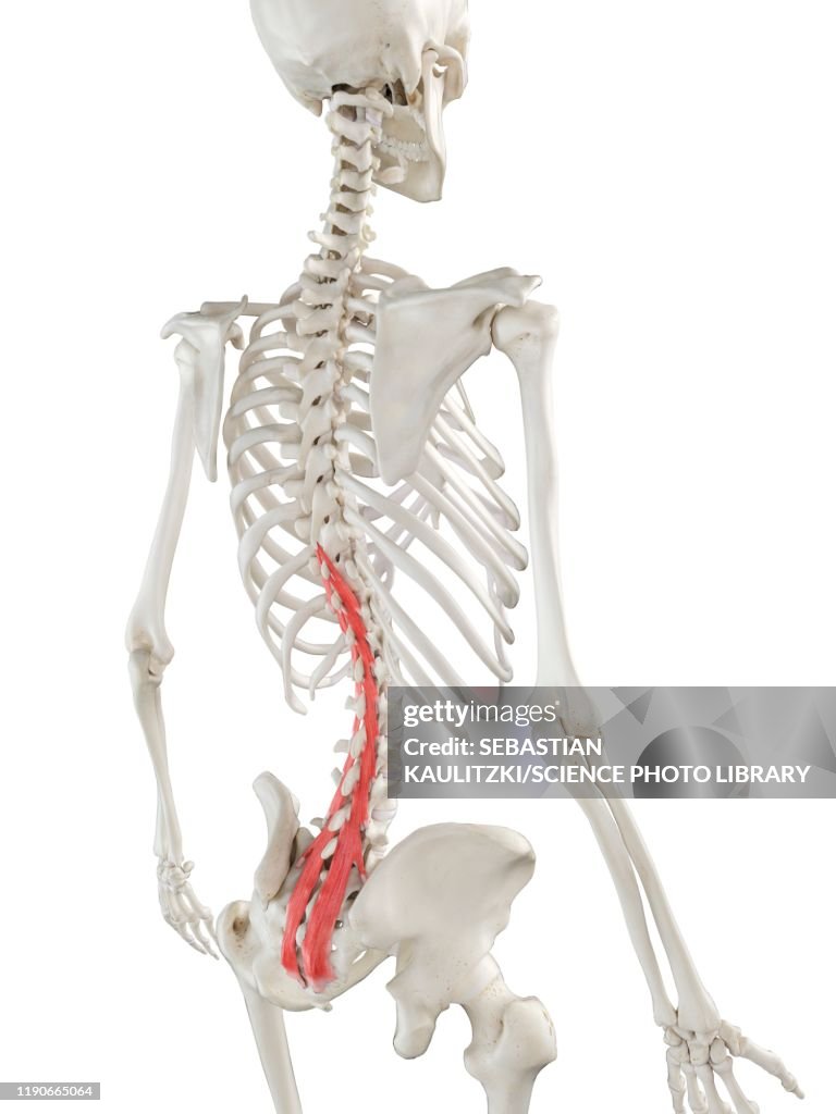 Musculus Multiduvus Multifidus Muscle Illustration High-Res Vector Graphic - Getty Images