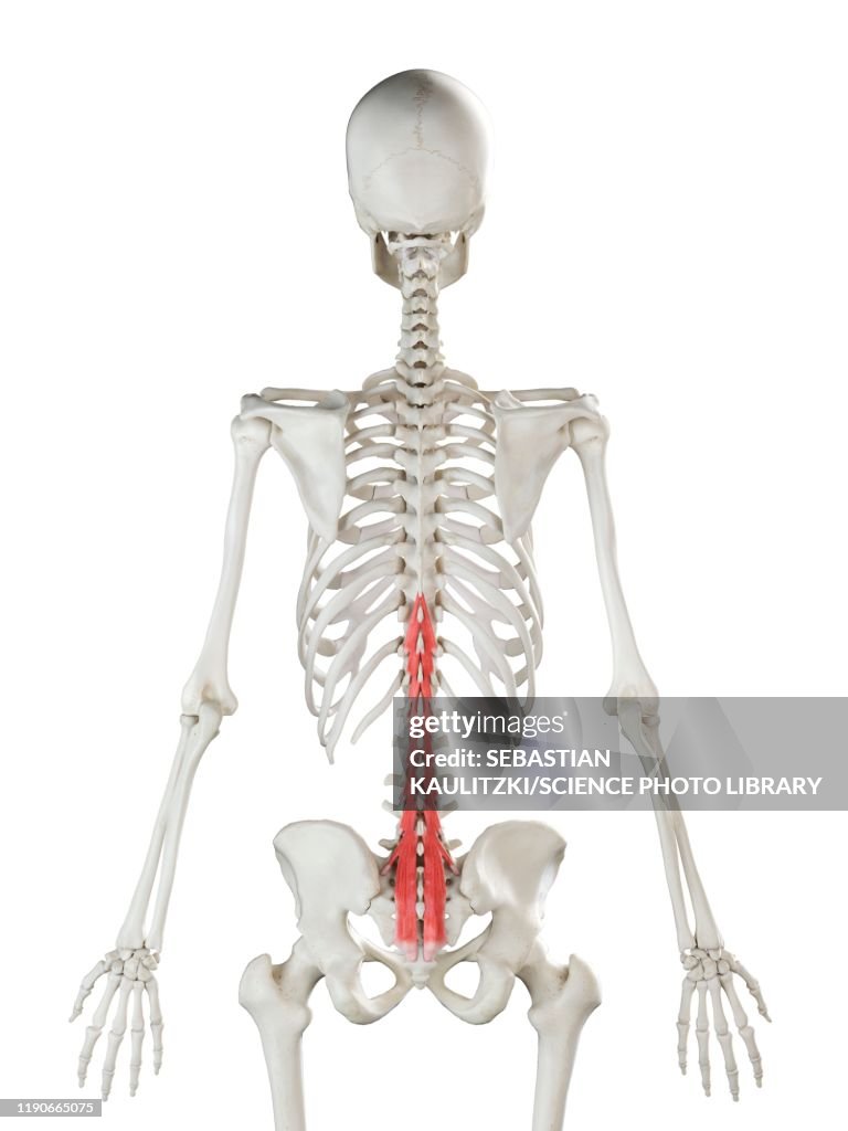 Musculus Multiduvus Multifidus Muscle Illustration High-Res Vector Graphic - Getty Images