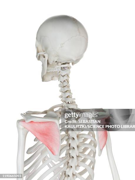 infraspinatus muscle, illustration - infraspinatus 幅插畫檔、美工圖案、卡通及圖標