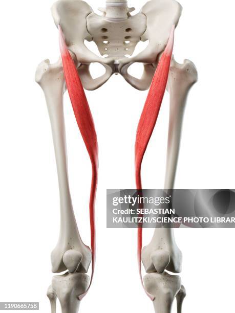 stockillustraties, clipart, cartoons en iconen met sartorius muscle, illustration - kleermakersspier