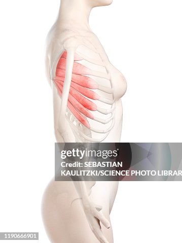 Rib Cage Serratus Anterior Muscle Workout Serratus Anterior Muscle