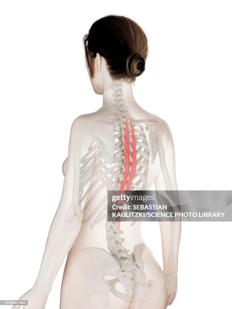 Spinalis thoracis muscle, illustration