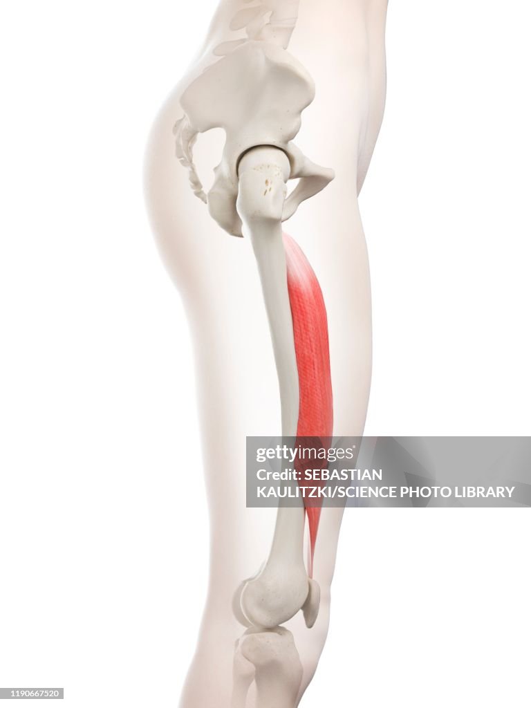 Vastus intermedius muscle, illustration