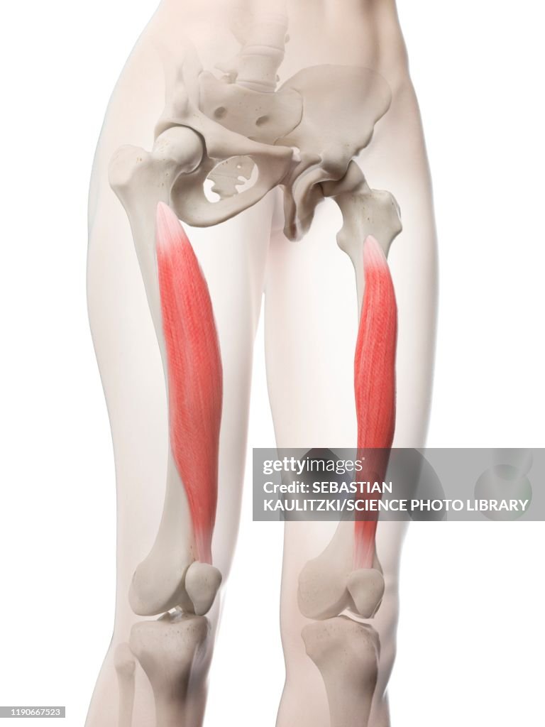 Vastus intermedius muscle, illustration