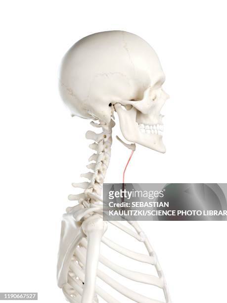 sternohyoid muscle, illustration - human skeletal system stock illustrations
