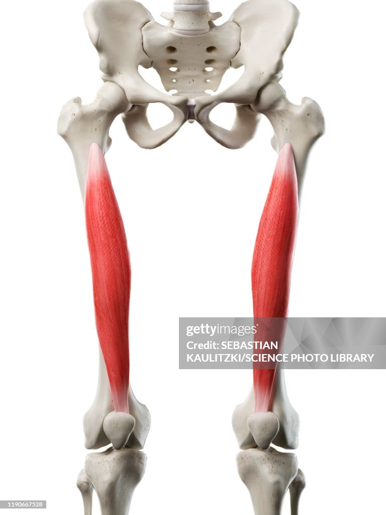 Vastus intermedius muscle, illustration