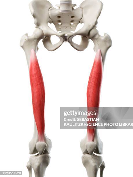 vastus intermedius muscle, illustration - vastus intermedius stock illustrations
