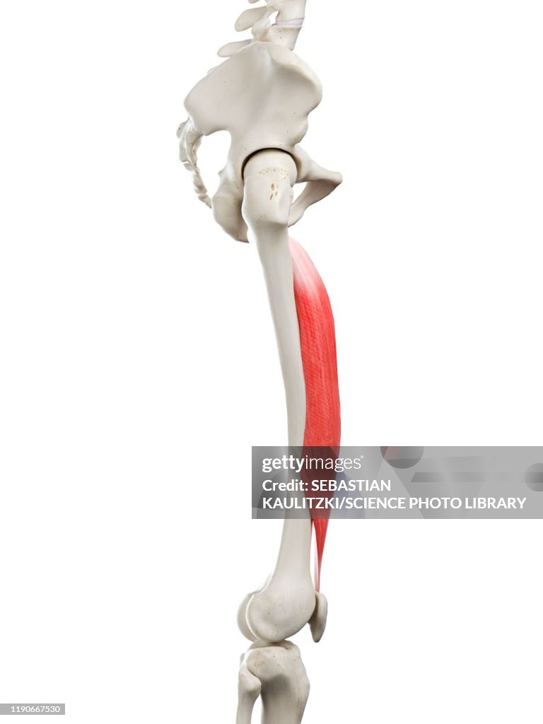 Vastus intermedius muscle, illustration