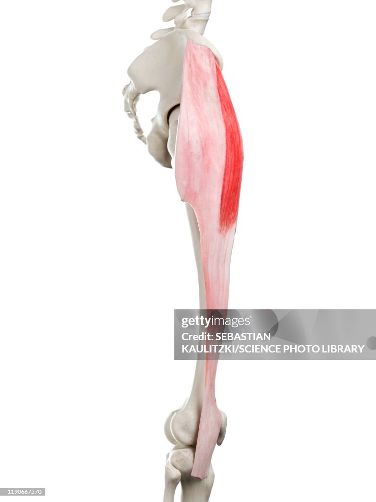 Growing Tensor Muscle Tensor Fascia Lata Muscle Illustration High-Res Vector Graphic - Getty ...